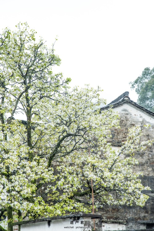 fuckyeahchinesegarden:婺源wuyuan, anhui province by 遗产君