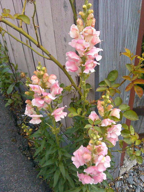 cytto:I love SnapDragons