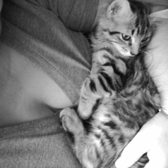 my-victorias-secrets:  Where have I been? Errrrrr just playing with my new pussy - cat. 👀👀👀