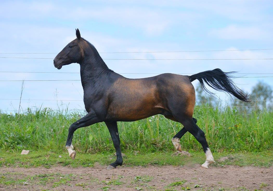 thequeerblackequestrian:  all-the-horses:   horsesanddogsandmen:  all-the-horses: