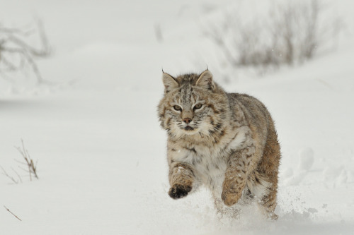 bigcatkingdom:Bobcat Running in Snow (by Ami 211)