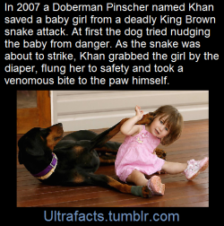 ultrafacts:  In 2007 a Doberman Pinscher named Khan was rescued from an animal shelter. Just four days later he would save his new owner’s baby girl from a deadly snake attack.On the day of the incident, seventeen-month-old Charlotte Svillcic was playing