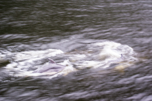 Seriously, this is one of my better photographs of the dolphin pod.  They don’t exactly stay still l