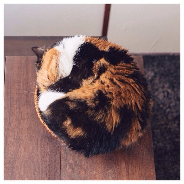 cybergata:  これが噂の、ニャンモナイト寝。 #meme by sakurakos on Flickr.