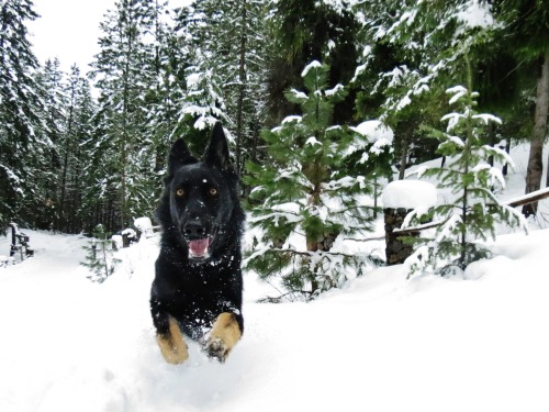 jaylynessa:  Here, have some pictures of my beautiful dog :)