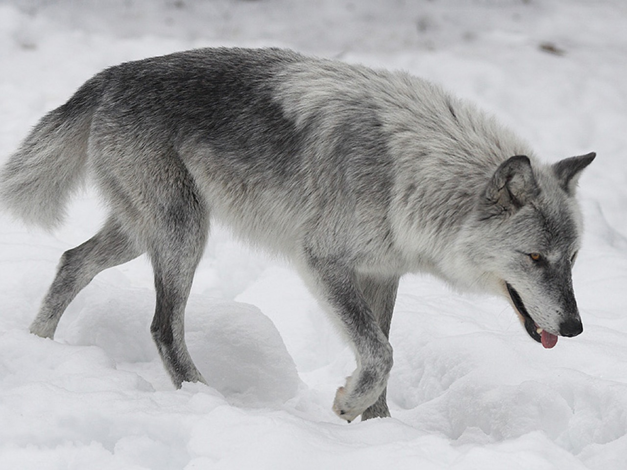 eurasianwolfie:  “Nature never goes out of style.” ~ Terri GuillemetsPhoto Source