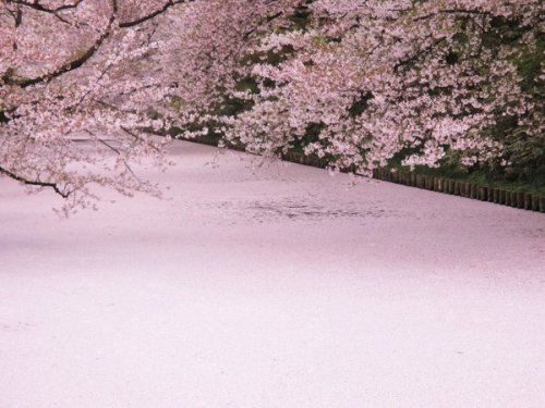 芽 衣‏@paruponmama散り際の花びらが雪のように降り積もるお濠の水面を桜色に埋め尽くす 花筏2016.4.28　弘前公園 外濠
