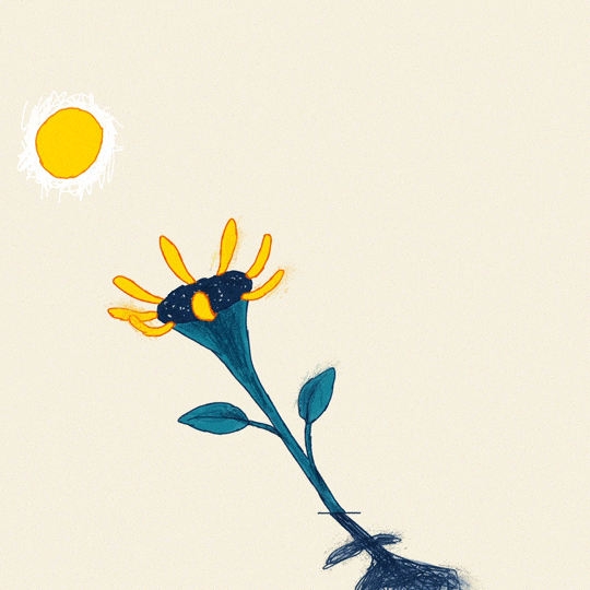 notofagus:Sunflower