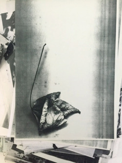 thinkingimages:  Tanya Rusnak | untitled nature morte xerography From Natura Naturata, 1991