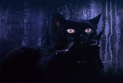 edgarwight:The Tomb of Ligeia (1964) dir. Roger Corman