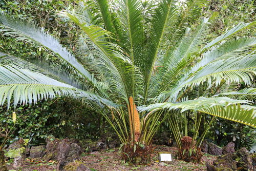 Cáy ngenCycas chevalieriC C T Johansson, CC 4.0