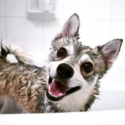 handsomedogs:  i hate baths more than it looks in this picture, i swear! says Kobi the Alaskan Klee Kai