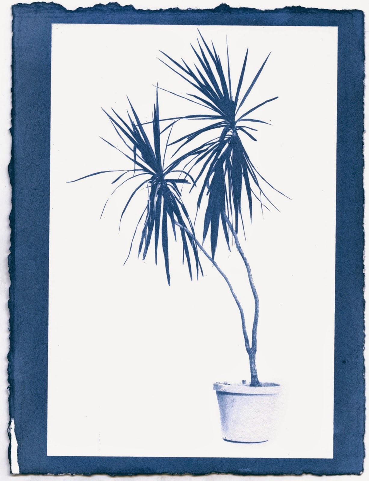 mustiest:  Cyanotypes I made of potted plants in the art building