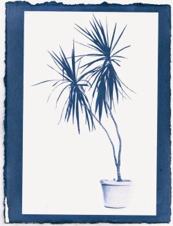 mustiest:  Cyanotypes I made of potted plants