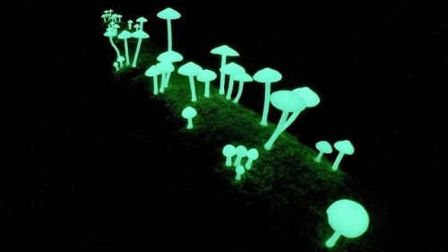 sixpenceee: There are more than 70 different types of glow in the dark mushroom species.
