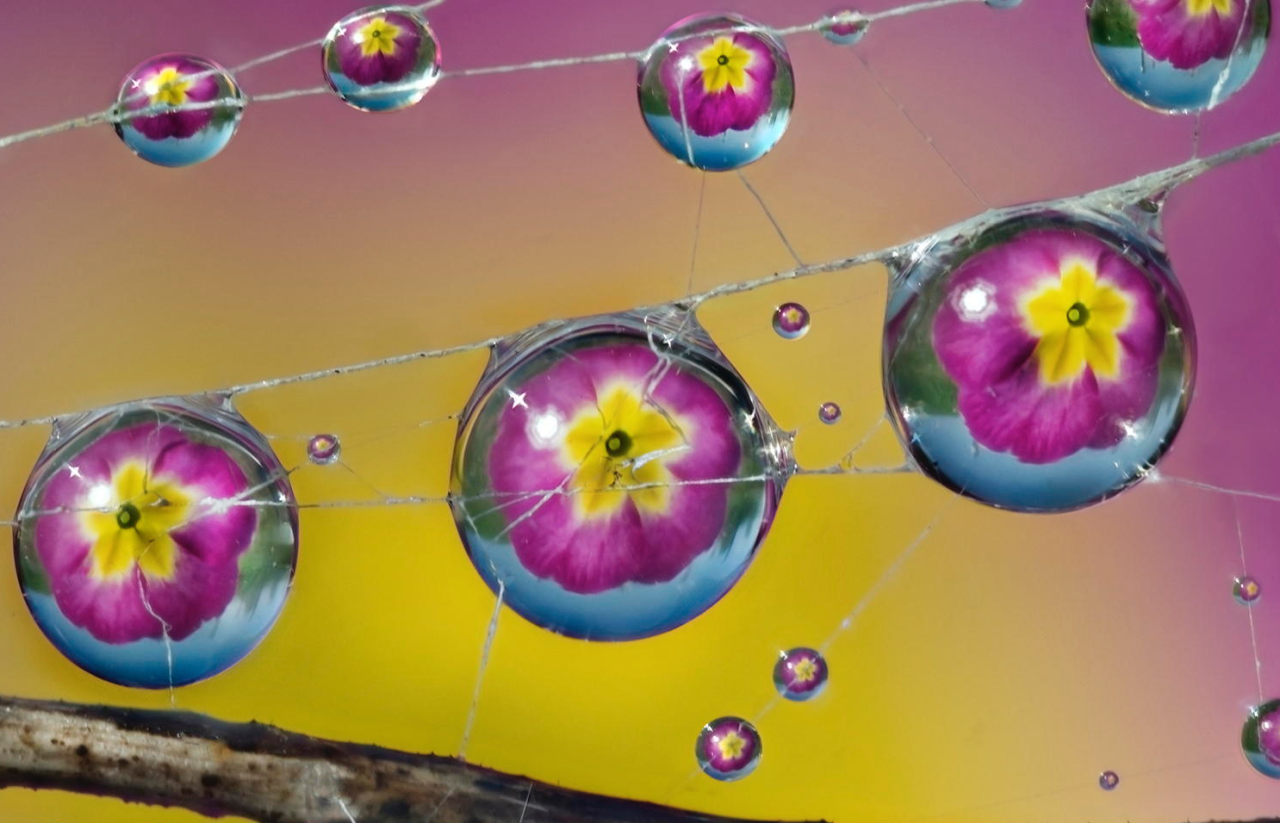 nubbsgalore:  photos by alberto ghizzi panizza of a wasp spider and flowers reflected