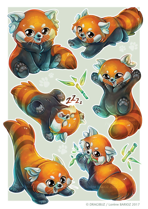 Some cute red pandas ~