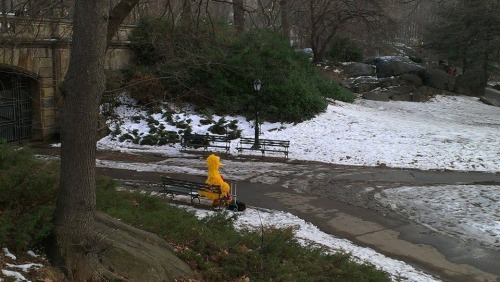 blondebrainpower:Big Bird in Central Park