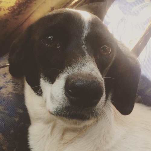 Wasn’t me, promize #dog #poppy www.instagram.com/p/BnhDkDVl9rf/?utm_source=ig_tumblr_share&a