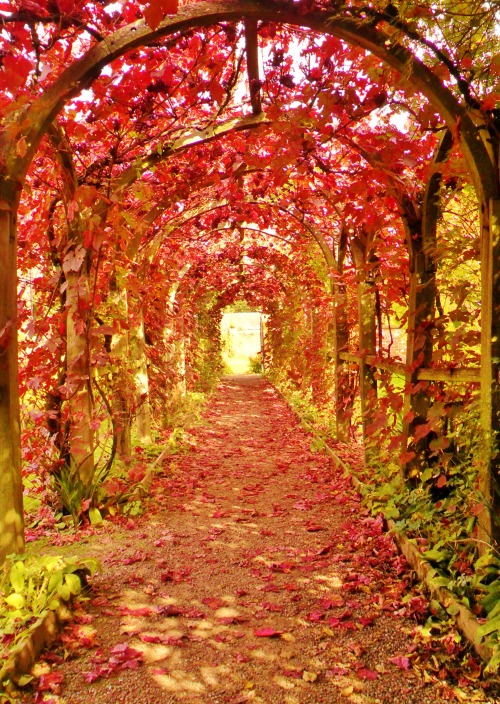 vwcampervan-aldridge:  Tunnel through grape vines, Moseley Old Hall, Wolverhampton, England All Original Photography by http://vwcampervan-aldridge.tumblr.com 
