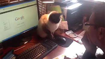 sizvideos:  Video