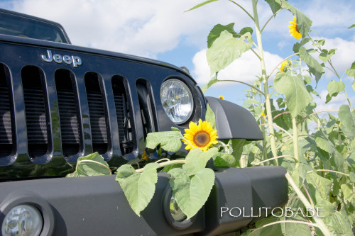 sunflower fields