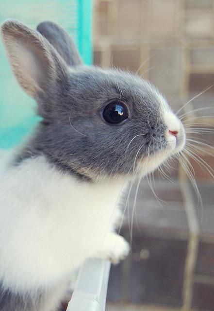 thepaintedbench: Baby Bunny