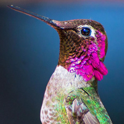 art-tension:Tracy Johnson Captures  Close-Ups Of  Hummingbirds Beauty In Her Backyard   facebook | i