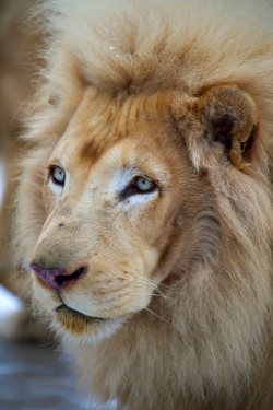 earthdaily:  earthdaily: Silver-Eyed Lion King (by ~DevilChildVorn) 