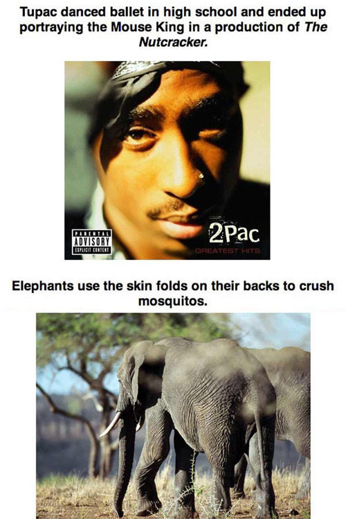 givemesomeofthat:  tastefullyoffensive:  Useless Things You Don’t Need To Know [via]  Fucking elephants.