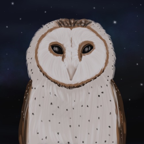 slothssassin-art:@birdtober Day 31 - OwlThe barn owl is a nocturnal bird of prey like other owls. It