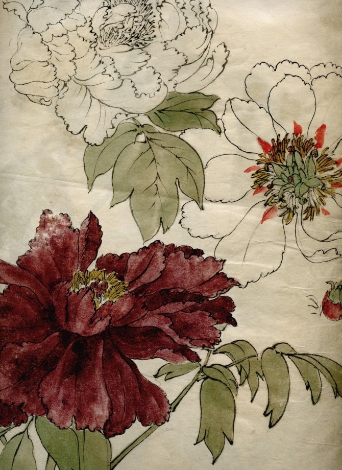 odbytea:  wasbella102:  Peony from Japanese Meiji Era Sketchbook   xx