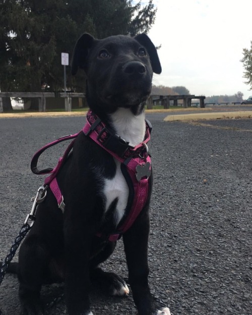 Everybody deserves somebody who makes them look forward to tomorrow ❤️ #catahoulalabmix #labsofinsta