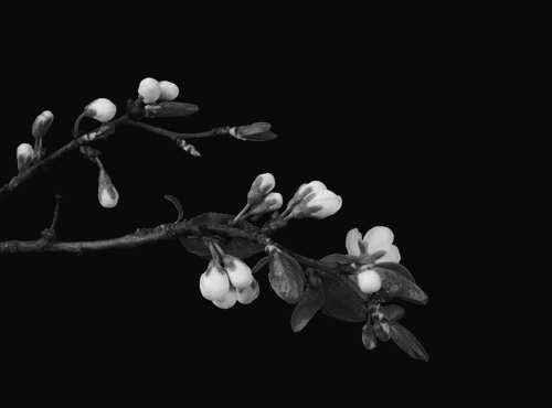 madness-strange-ideas:FLOWERS