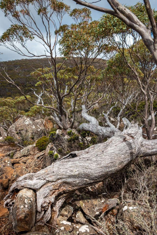 Hobart, Tasmania // Mount Wellington // (2019)