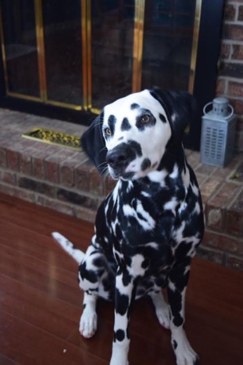 babyanimalgifs:  dalmatian pup