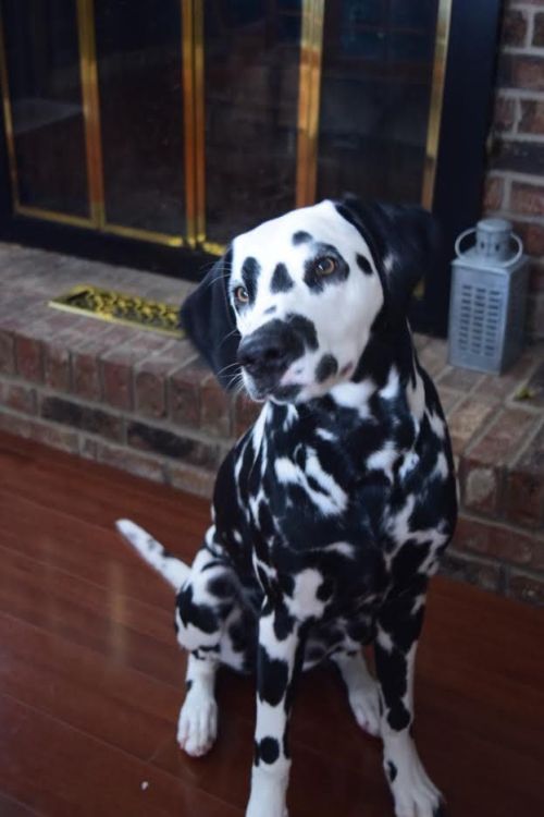 Porn photo babyanimalgifs:  dalmatian pup