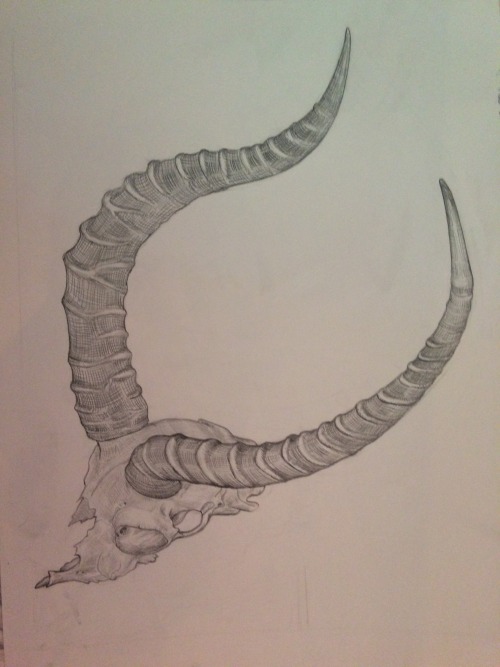 Old technical pencil drawing of an impala skull. Really enjoyed making this one!