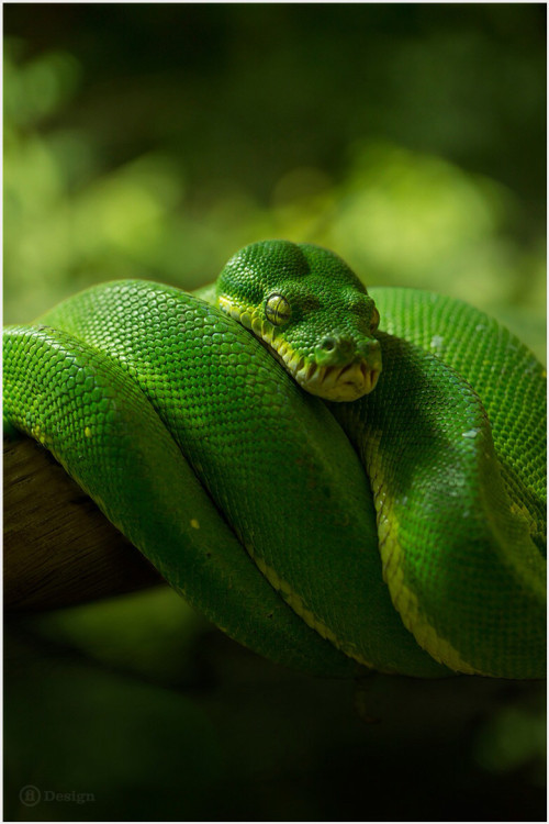 wonderous-world - Green Tree Python by Frank Leinz