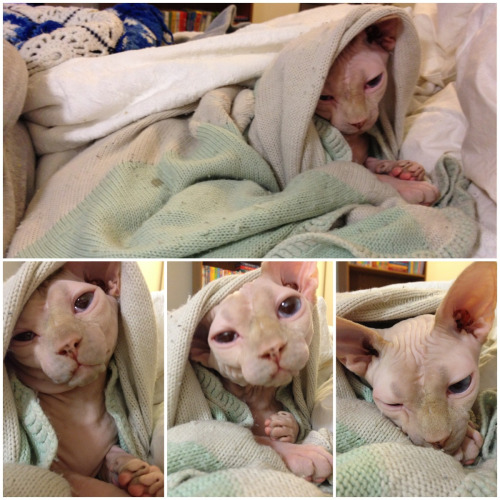 wrinklepaws:  Snug as a bug in a rug