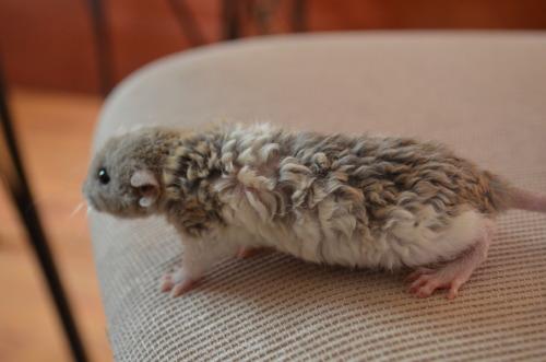 modestrattery: This is Bean! Her brother is Frances, and they were named after Frances Bean Cobain :