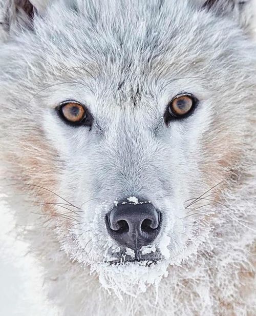 funnywildlife:Check out this stunning portrait of an Arctic Wolf by #wildographer @ejazkhanearth ・・・