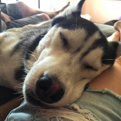 Sleepy day 😴
#asilejewellery #sleepy #puppy #siberianhusky #husky #puppy