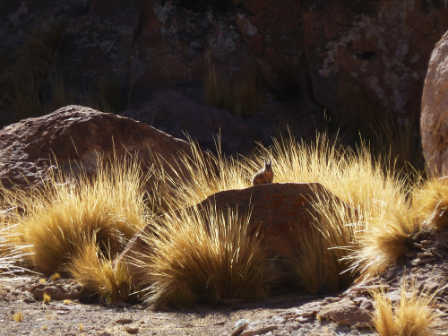 viscacha