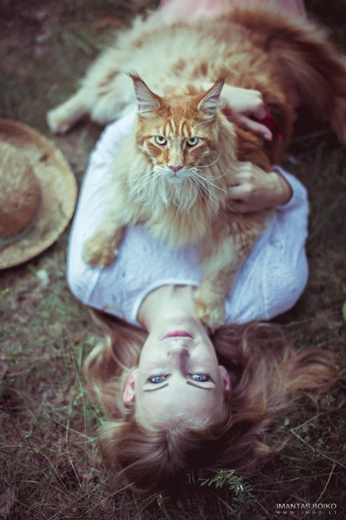 50plusotaku:  awesome-picz:    Maine Coon adult photos