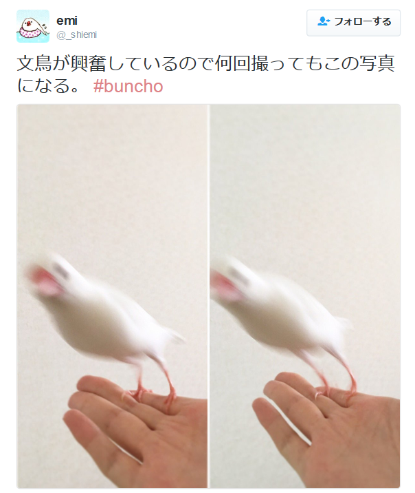 highlandvalley:  emiさんのツイート: “文鳥が興奮しているので何回撮ってもこの写真になる。