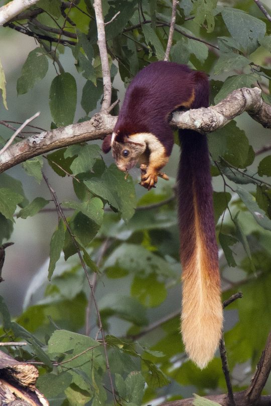 Sex silverhawk:  the indian giant squirrel is pictures