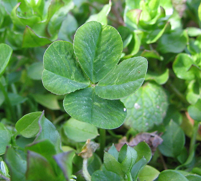 What Is Four Leaf Clover Spiritual Meaning and Benefits?