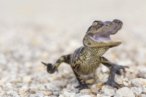 thepredatorblog:Baby alligator (by Kristian Bell) 