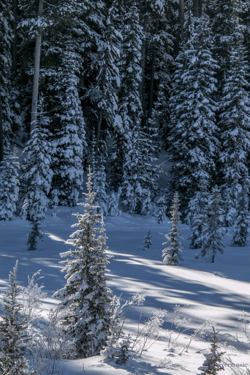 riverwindphotography:  Sojourners: Sunlight and shadows in a forest clearing - Bridger Teton Nationa